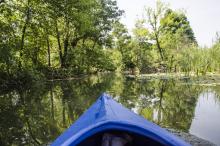 widać dziób i piękną przyrodę