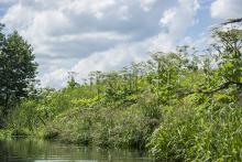 trujące rośliny nad rzeką